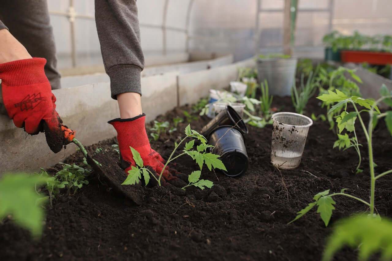 Coffee Grounds for Tomato Gardening Tips