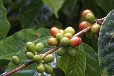 What makes coffee beans fair trade?