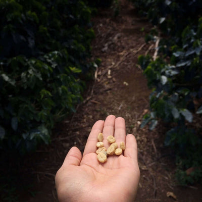 Costa Rica Coffee - A Coffee Lovers Dream