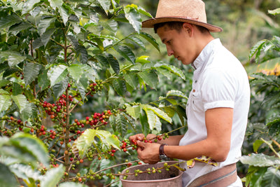 The Best Colombian Coffee: Colombian Coffee Beans Guide