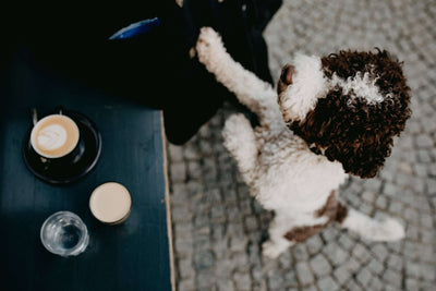 Can Dogs Have Coffee? Dog and Coffee Facts: Here's What to Know!