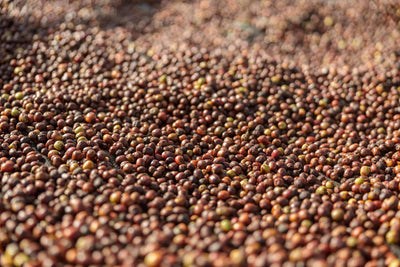 A Complete Guide to Ethiopia Yirgacheffe Coffee