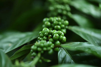 How do coffee beans grow? Understanding Coffee From Bean to Cup