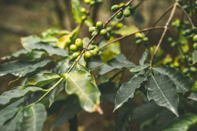 Jamaica Blue Mountain Reserve Coffee Beans